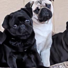 China - Pug