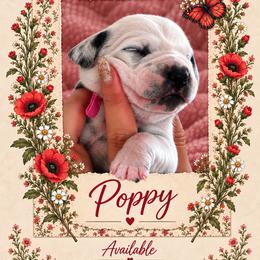 Poppy - White and black female Dalmatian puppy in Lehigh Acres, Florida from PupsMansion