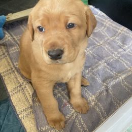 Labrador Retriever Puppies from Ritchie Road Labradors
