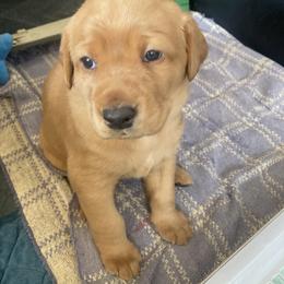 Labrador Retriever Puppies from Ritchie Road Labradors