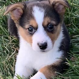 Boxers, Labrador Retrievers, and Pembroke Welsh Corgis from Kerry Chapman