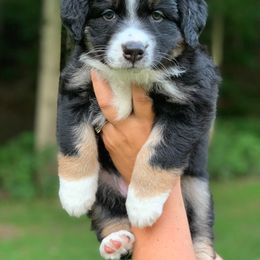 Australian Shepherd Puppies from Roscommon Australian Shepherds