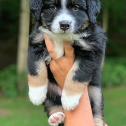 Australian Shepherd Puppies from Roscommon Australian Shepherds