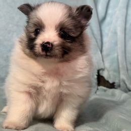 Phantom - Merle male Pomsky puppy in Boonville, Indiana from Elysian Pomskies