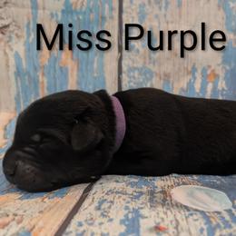 Miss Purple - Black female Labrador Retriever puppy in Lebanon, Pennsylvania from Robertson's Retrievers and Doodles
