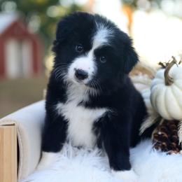 Gypsy - Black and white female Border Collie puppy in Conway, Missouri from 2J 2K Border Collies | Maremma Sheepdogs