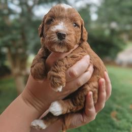 Riley - Red  female Goldendoodle puppy in Austin, Texas from Cedarcrest Goldendoodles