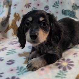 Strawberry the Black and Cream Piebald Girl - Piebald female Dachshund puppy in Pelion, South Carolina from Doitsujin Dachshunds