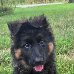 German Shepherd puppies from Schultz's Premium German Shepherds