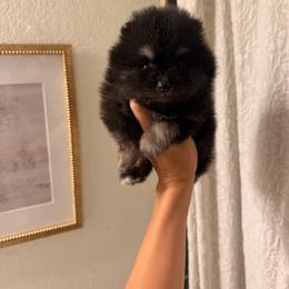 Buzz - Black and tan male Pomeranian puppy in Muskogee, Oklahoma from Wonderlust Pomeranians