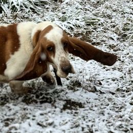 Milo - Basset Hound