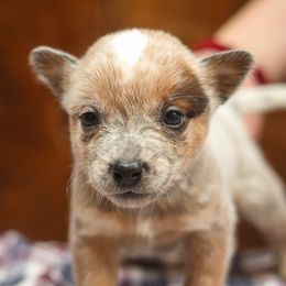Parka - Red speckled male Australian Cattle Dog puppy in Gatlinburg, Tennessee from Greenbrier