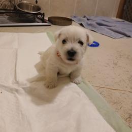 Red Puppy - White male West Highland White Terrier puppy in Golden Valley, Arizona from Wagglesworth Westies
