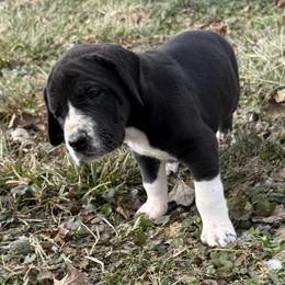 Boy 1 - Black and white male Great Dane puppy in Indianola, Iowa from Bull West Kennels