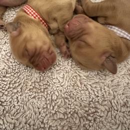 Red Boy - Dark golden male Golden Retriever puppy in Shingle Springs, California from Sun Ridge Goldens