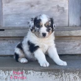 Australian Shepherd, Miniature American Shepherd, and Toy Australian Shepherd Puppies from OR Aussies
