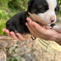 Pembroke Welsh Corgi Puppies from Dalton Family Corgis