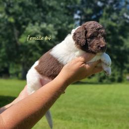 Girl 4 - female Newfypoo puppy in Shelby, Alabama from New Life Family Farm