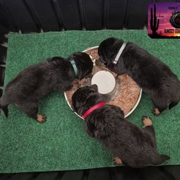 Rottweiler Puppies from Sunset State Rotts
