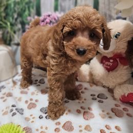 Janelle - Red  female Poodle puppy in Lebanon, Missouri from Leerose Puppies