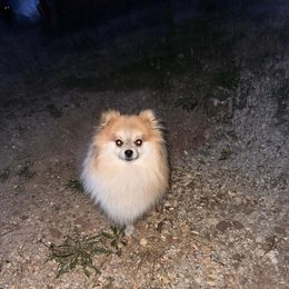 Rosco - Pomeranian