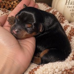 Hazel - Black and tan female Yorkshire Terrier puppy in West Fargo, North Dakota from A Yorkie Tale | Toy Poodles