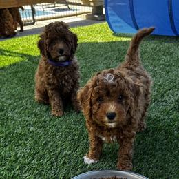 Goldendoodle Puppies from Anna Liu