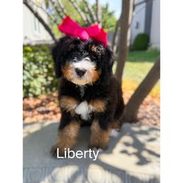 Liberty - Tri-color female Bernedoodle puppy in Olathe, Kansas from VonDoodles Bernedoodles & Sheepadoodles