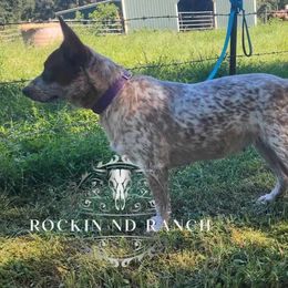 Hennessey - Australian Cattle Dog