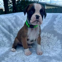 Lime Green - Whinnie - Fawn female Boxer puppy in Watervliet, New York from Shamrock's Boxers