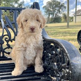 Apricot Boy - Apricot male Aussiedoodle puppy in Crawford, Mississippi from Magnolia State Poodles and Doodles