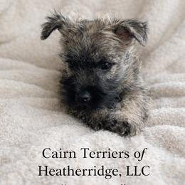 Samson - Cream brindle male Cairn Terrier puppy in Pottersville, Missouri from Cairn Terriers of Heatherridge,LLC