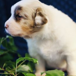 Australian Shepherd Puppies from Cloverdale Australian Shepherds