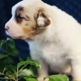 Australian Shepherd Puppies from Cloverdale Australian Shepherds