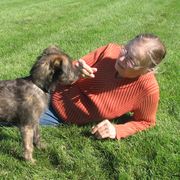 Lurcher and Saluki Puppies from Ashir Kennels
