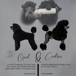 Poodle puppies from Pawsable Prospects