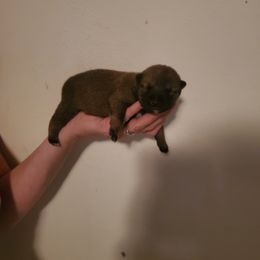 Shiba Inu Puppies from Robert Shaw