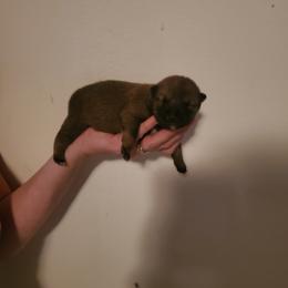 Shiba Inu Puppies from Robert Shaw