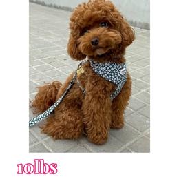 Lady - Cavapoo