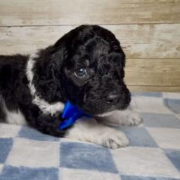 Nash - Parti male Goldendoodle puppy in Litchfield, Connecticut from Gracie Doodles CT
