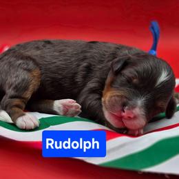 Boy 5 - Merle male Bernedoodle puppy in Summerville, South Carolina from Channys Doodles