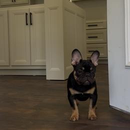 French Bulldog Puppies from Brickyard Bulldogs