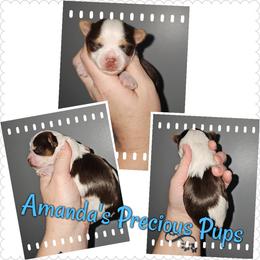 Chocolate parti boy - Chocolate, tan and white male Yorkshire Terrier puppy in Wartburg, Tennessee from Amanda's Precious Pups