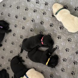 Labrador Retrievers from Malloy's Labrador Retrievers