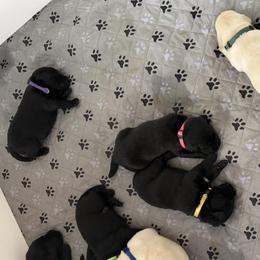 Labrador Retrievers from Malloy's Labrador Retrievers
