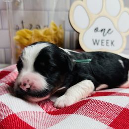 Girl 4 - female Bernedoodle puppy in Katy, Texas from Bluebonnet Bernedoodles of Southeast Texas
