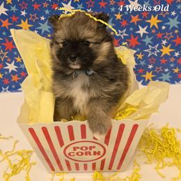 Pomeranian Puppies from Serena's Poms