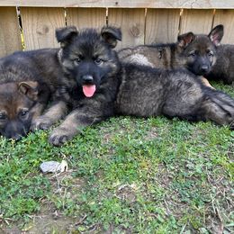 Red Boy - Sable German Shepherd puppy in Little Rock, Arkansas from Vom Gonza German Shepherds