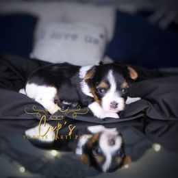 Zac - Parti male Yorkshire Terrier puppy in Austin, Arkansas from Cup's Yorkie Parti Pups