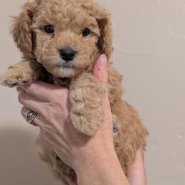 Black Boy - apricot - Red male Whoodle puppy in Kalispell, Montana from Countryman Whoodles